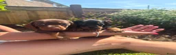 Miniature Dachshund dogs for sale: Beautiful Miniture Dachshund Babies - Advert 1