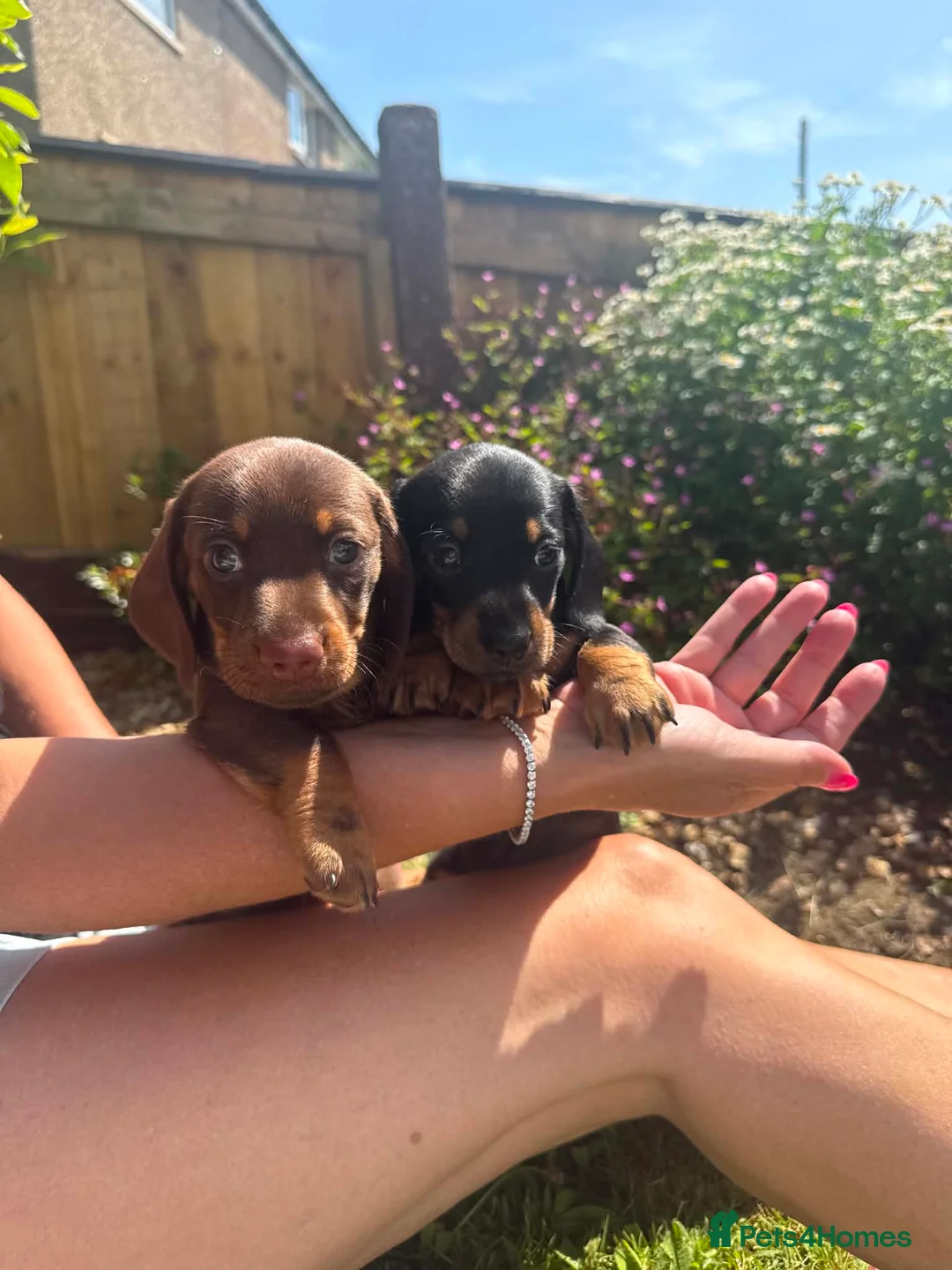Miniature Dachshund dogs for sale: Beautiful Miniture Dachshund Babies - Advert 1