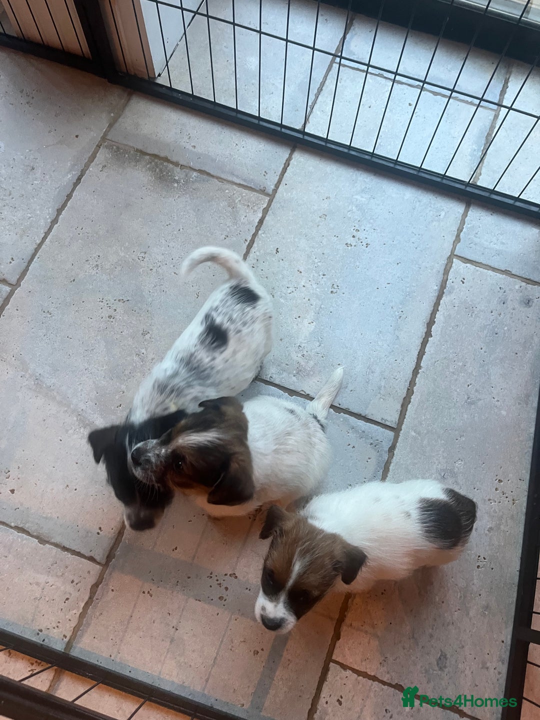 Parson Russell dogs for sale: Parsons Jack Cross Patterdale - Advert 4