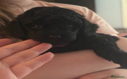 Miniature Poodle dogs for sale: KC Registered Mini Poodles ❤️ - Image 9