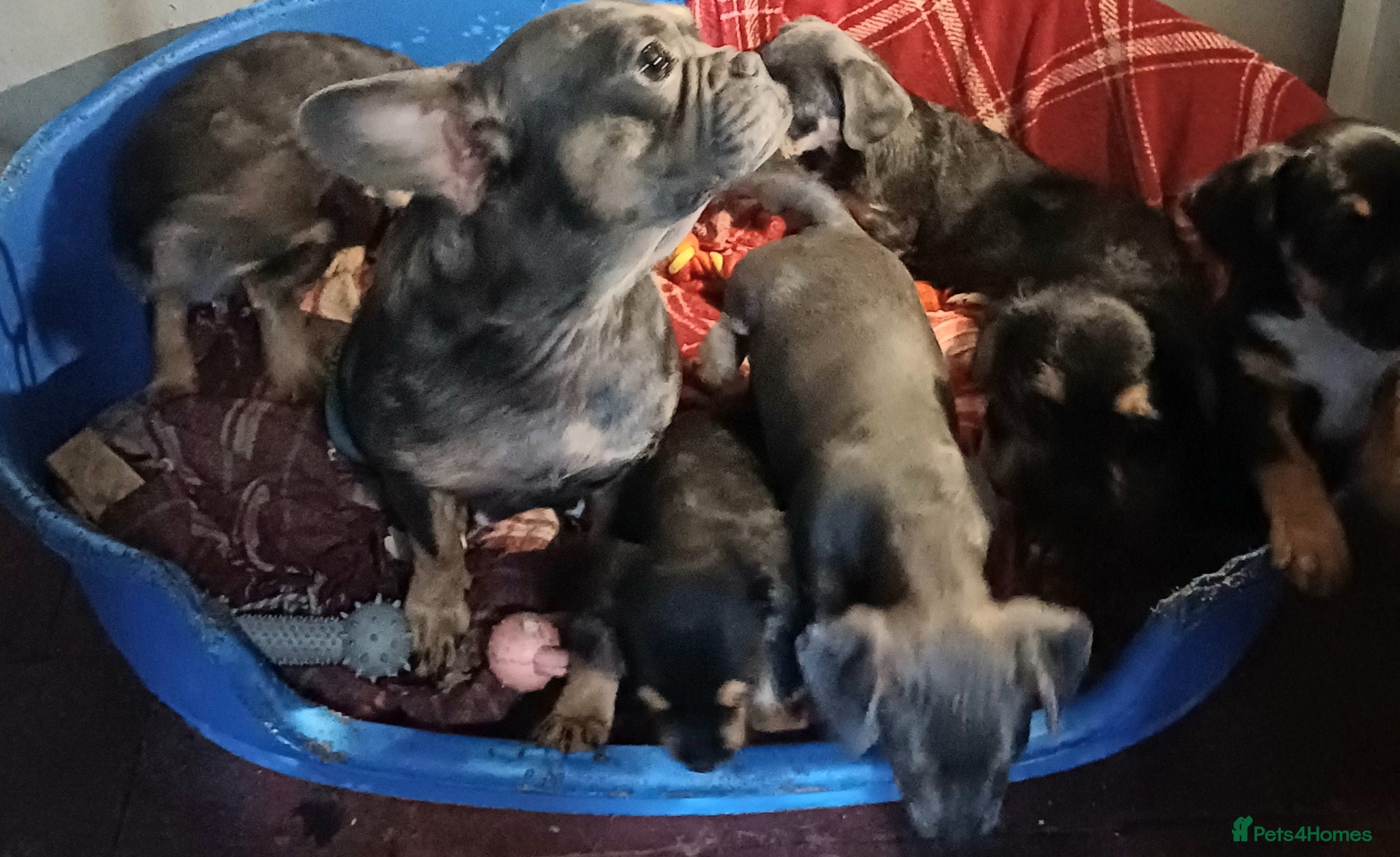 Mixed Breed dogs Adorable French Bulljack puppies  - Advert 1