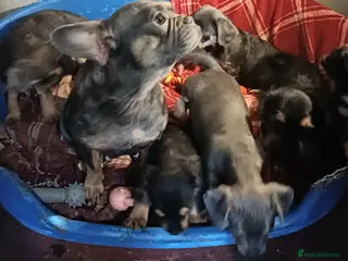 Mixed Breed dogs Adorable French Bulljack puppies - Advert 11