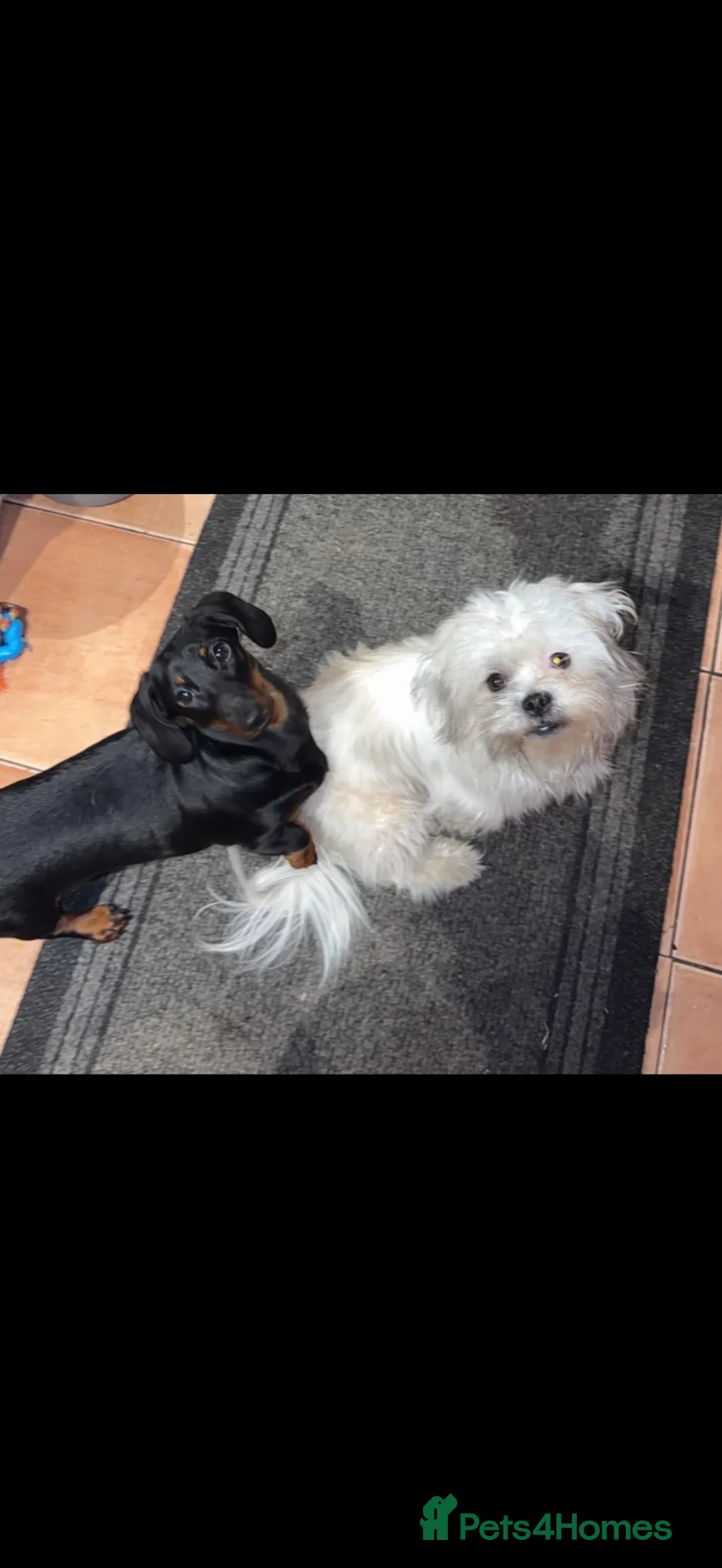Mixed Breed dogs for sale: Schweenie puppy’s  - Advert 2