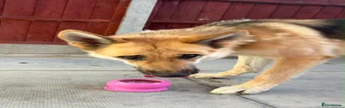 Saarloos Wolfdog 1