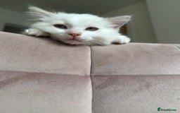 Ragdoll cats for sale: Gorgeous Rare White boy and blue mitted boy  - Image 22