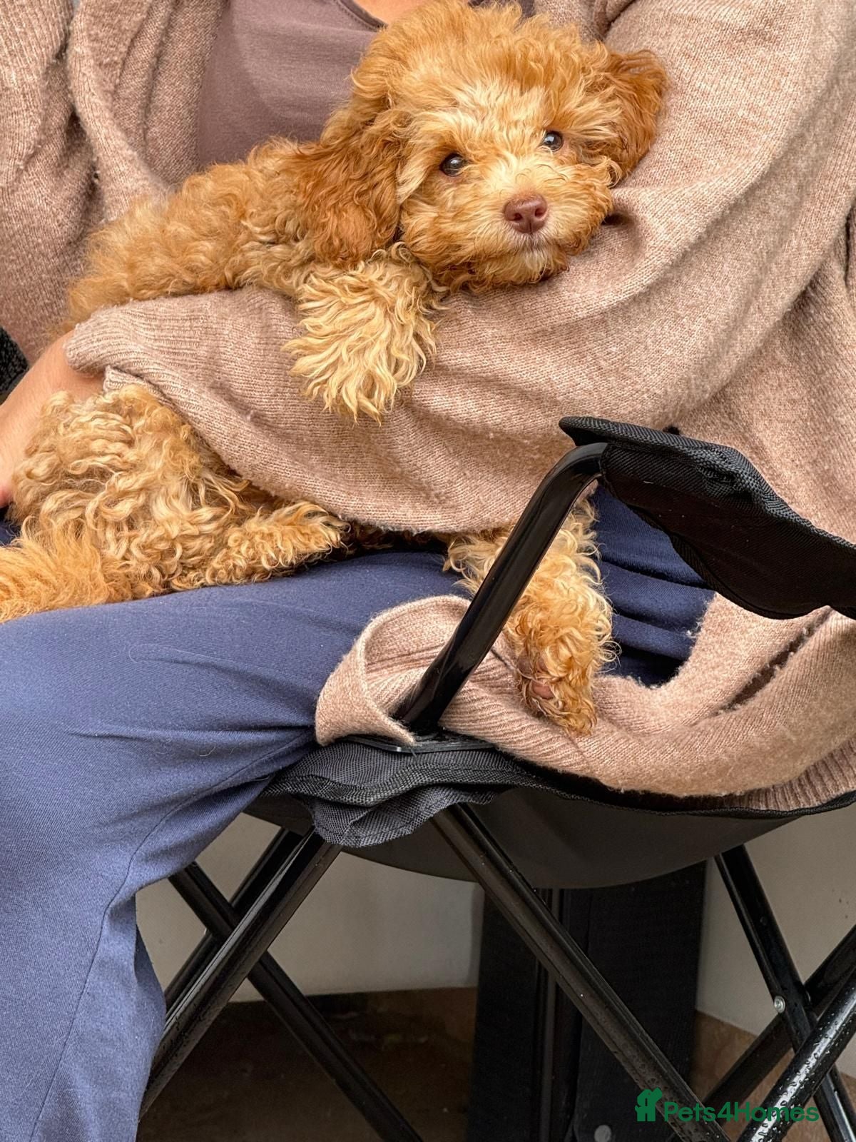 Toy Poodle dogs Toy poodle  - Advert 21