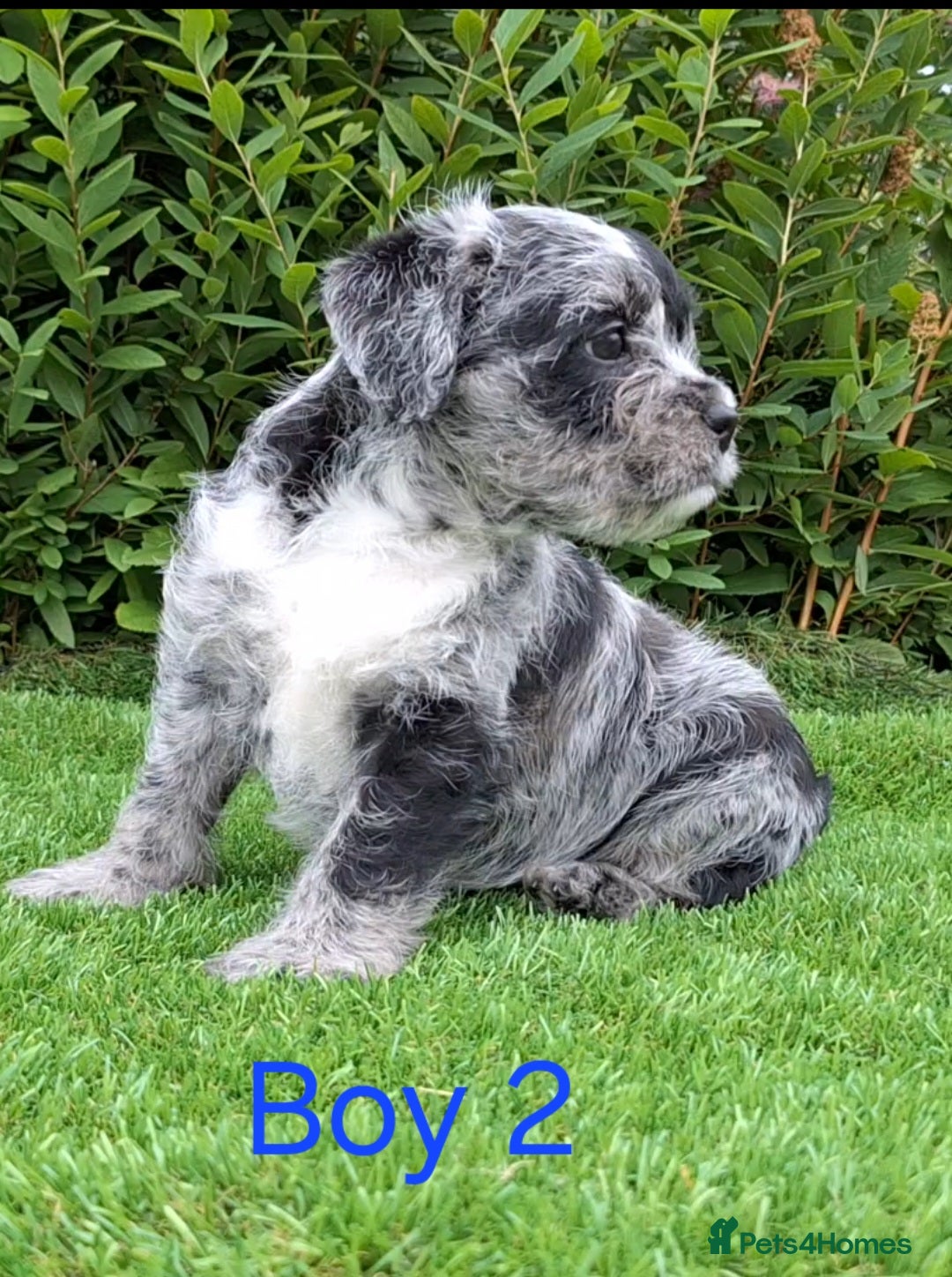 French Bulldog dogs for sale: French Bulldog Froodle Puppies  - Image 13