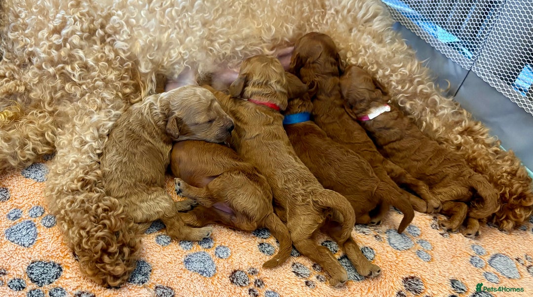 Miniature Poodle dogs for sale: **All Reserved** Stunning Deep Red Mini Poodle - Advert 19