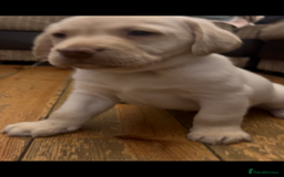 Labrador Retriever dogs for sale: Fully vaccinated chunky pedigree pups  - Advert 24