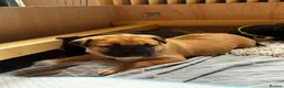 Mixed Breed dogs for sale: Rhodesian Ridgeback X Canaan Dog Puppies  - Advert 35