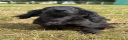 Miniature Dachshund dogs for sale: KC Registered Miniature Dachshunds at Westfena  - Advert 5