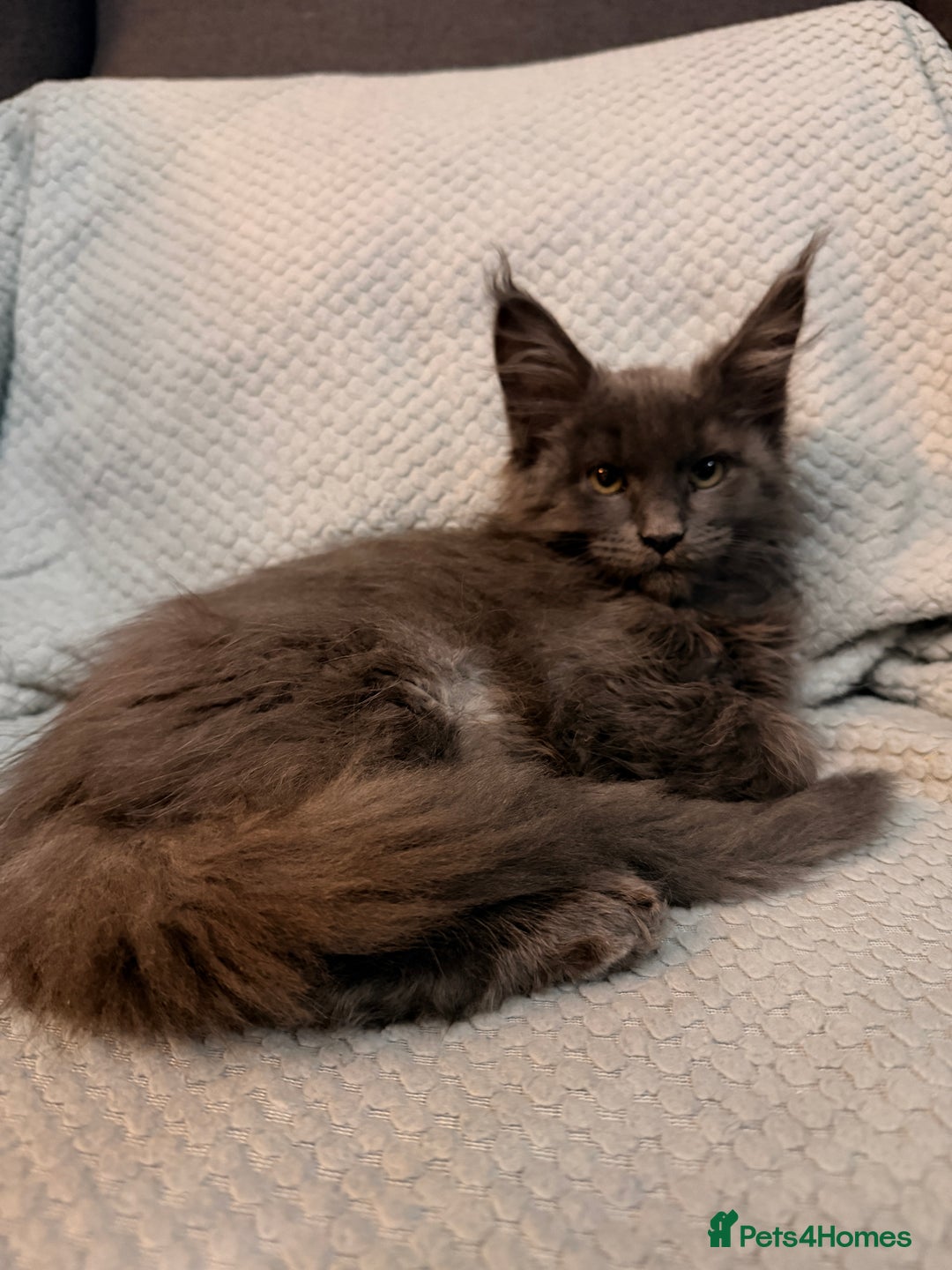 Maine Coon cats for sale: Last girl  - Advert 1