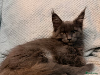 Maine Coon cats Last girl - Advert 1