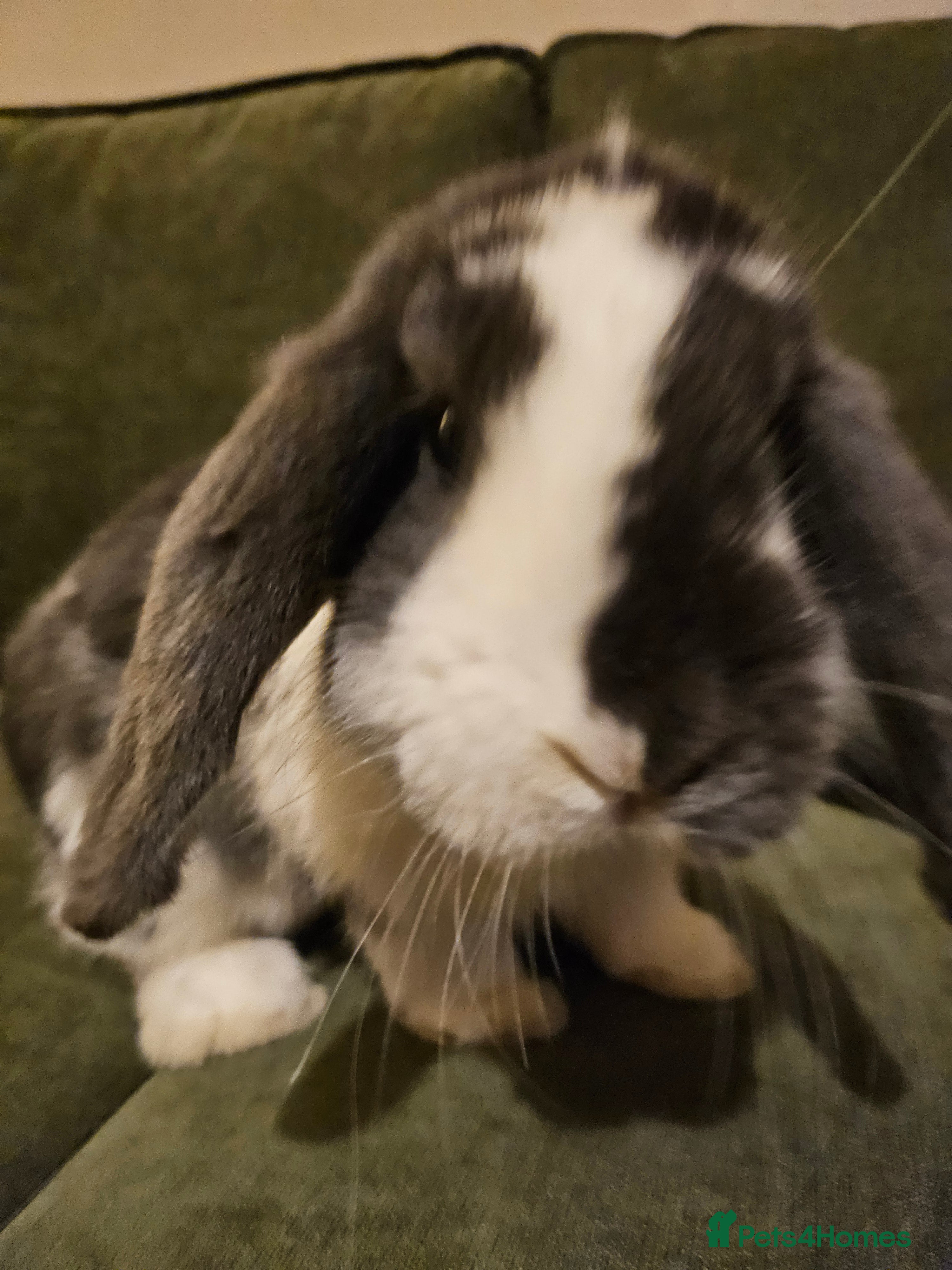 Dwarf Lop rabbits Gandalf the Lop - Advert 1