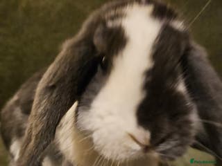 Dwarf Lop rabbits Gandalf the Lop - Advert 1