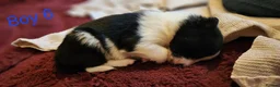 Border Collie dogs for sale: Beautiful Border Collie Puppies - Advert 30
