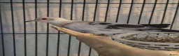Doves birds for sale: Pied Pair of Daimond Doves  - Advert 3