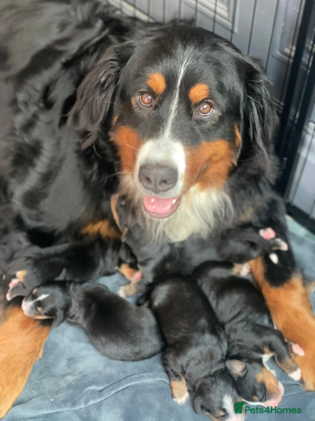 Bernese Mountain Dog dogs for sale: Bernese Mountain Dog Puppies in Ilkeston - Advert 1