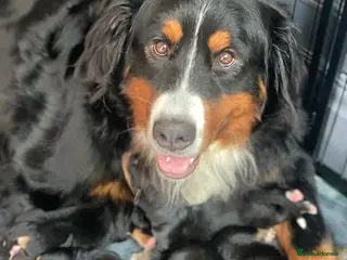 Bernese Mountain Dog dogs Bernese Mountain Dog Puppies - Advert 2