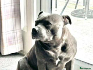 Staffordshire Bull Terrier dogs Staffy puppys - Advert 4