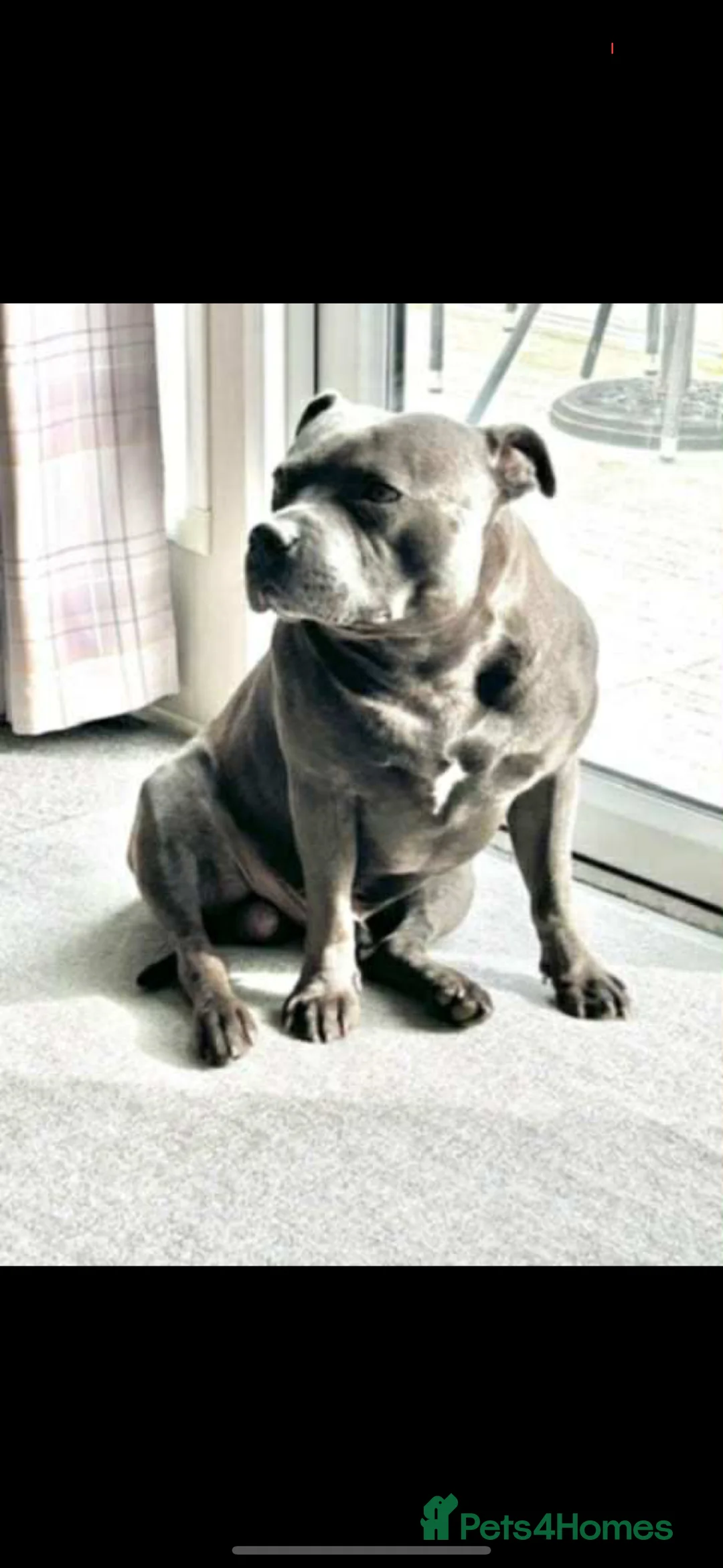 Staffordshire Bull Terrier dogs for sale: Staffy puppys - Advert 2