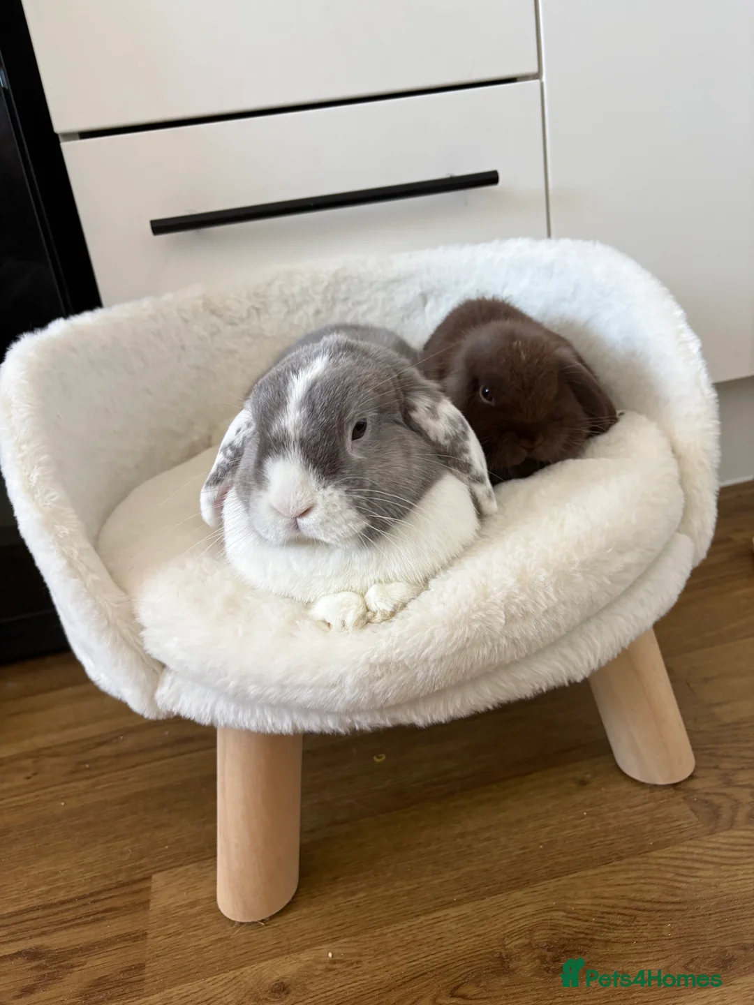 Mini Lion Lop rabbits for sale: Brown male mini lop rabbit  - Advert 3