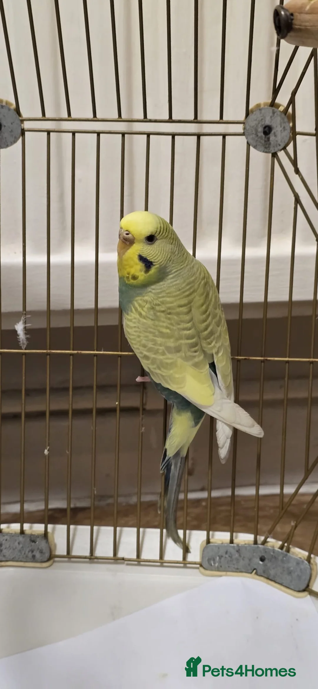 Budgerigars birds for sale: Beautiful female budgie in Godalming - Advert 1