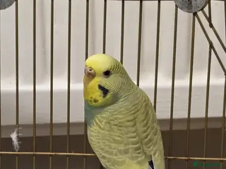 Budgerigars birds Beautiful female budgie in Godalming - Advert 1