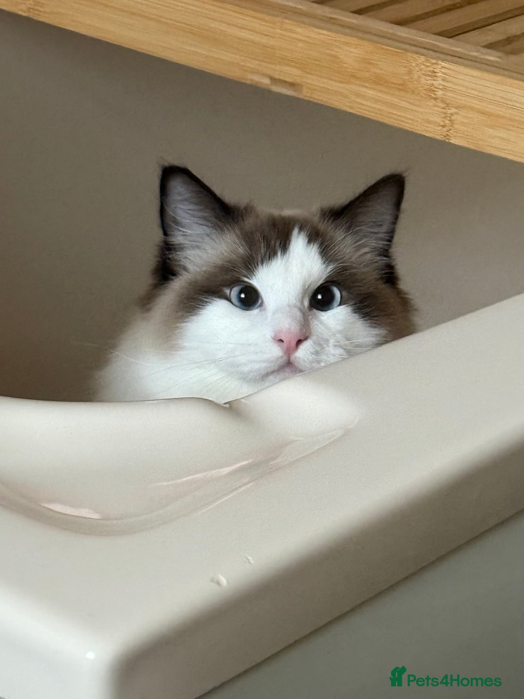 Ragdoll cats for sale: 10 Month Female GCCF Ragdoll Seeking Forever Home - Advert 13