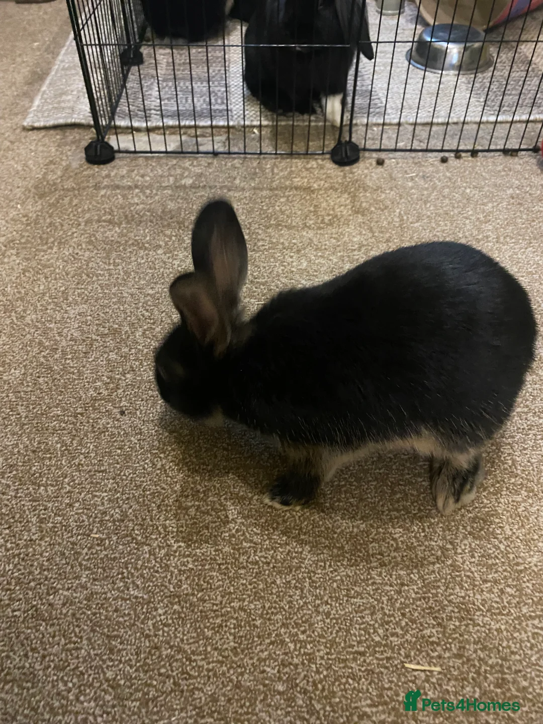 Mixed Breed rabbits for sale: 2 Rex/lionhead mix bunnies for sale - Advert 3