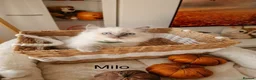 Ragdoll cats for sale: Stunning TICA-Registered Ragdoll Kittens in Normanton - Advert 11