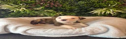 Mixed Breed dogs for sale: Old tyme American bullys - Advert 10