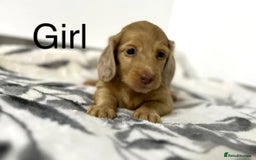 Miniature Dachshund dogs for sale: Miniature longhair dachshunds health test parents  - Image 3
