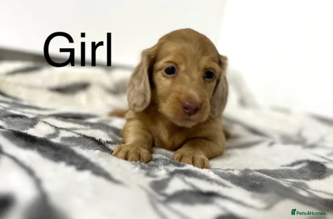 Miniature Dachshund dogs for sale: Miniature longhair dachshunds health test parents  - Image 3