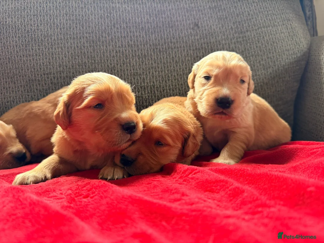 Golden Retriever dogs for sale: Health Tested Gold/Red KC Golden Retriever Puppies - Advert 8