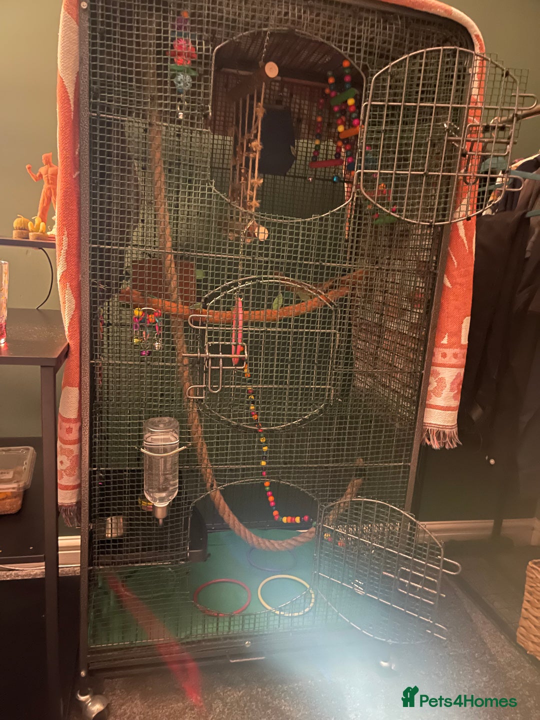 Sugar Glider rodents for sale: 2x sugar gliders for sale  - Advert 5