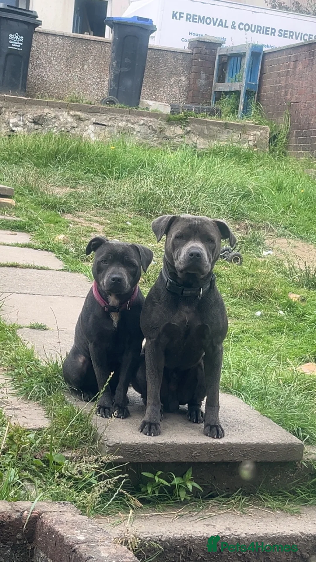 American Bull Staffy dogs for stud: Cash ready to be studed out  in Frizington - Advert 2