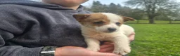 Jack Russell dogs for sale: Stunning jack russell pups - Advert 3