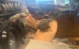 Mixed Breed cats for sale: Ragdoll mixbreed kittens for new home  - Image 3