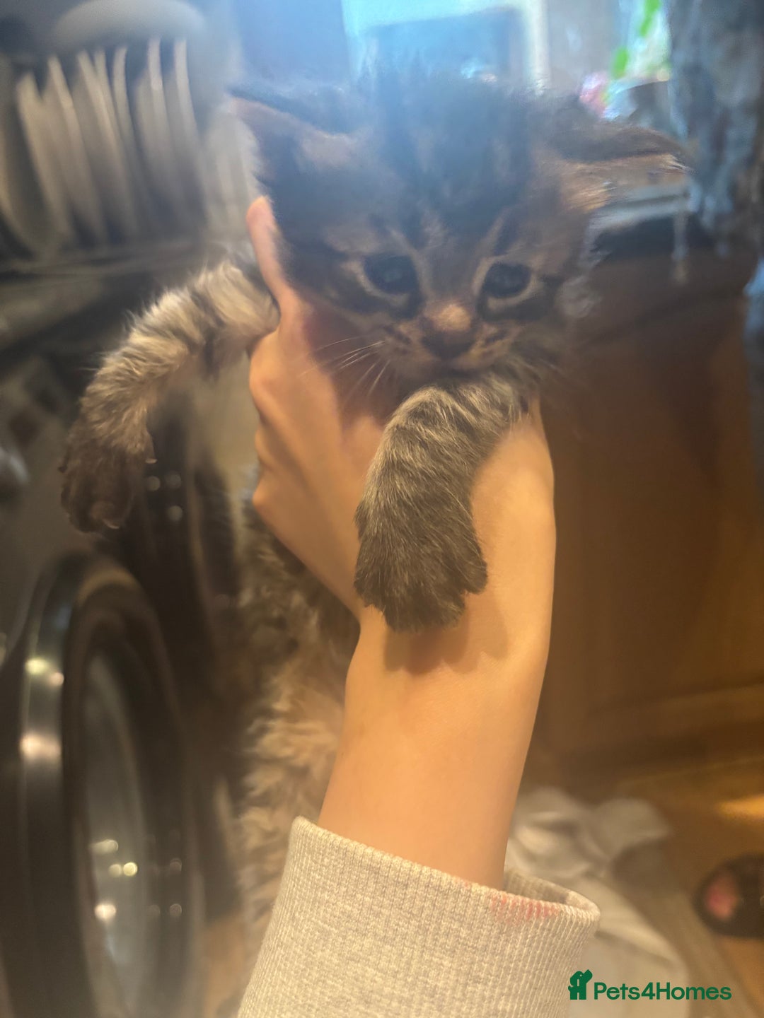 Mixed Breed cats for sale: Ragdoll mixbreed kittens for new home  - Image 3