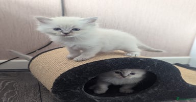 Ragdoll cats - Advert 3