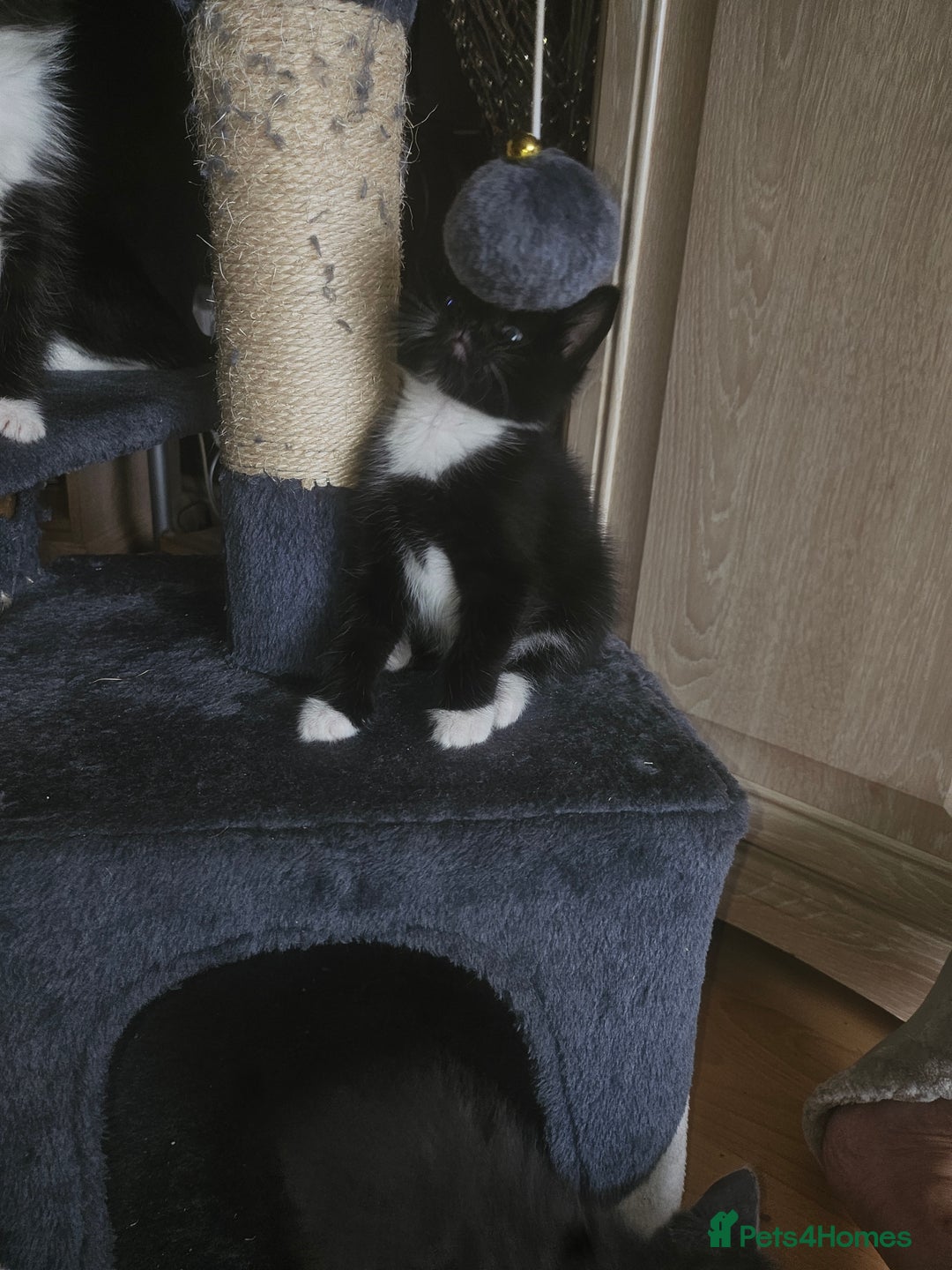 British Shorthair cats for sale: Beautiful kittens looking for loving homes  - Image 5