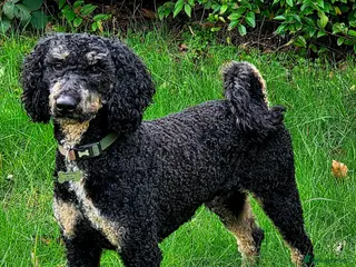 Miniature Poodle dogs KC Registered Miniature Poodle - Advert 17