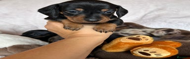 Dachshund Puppy 1