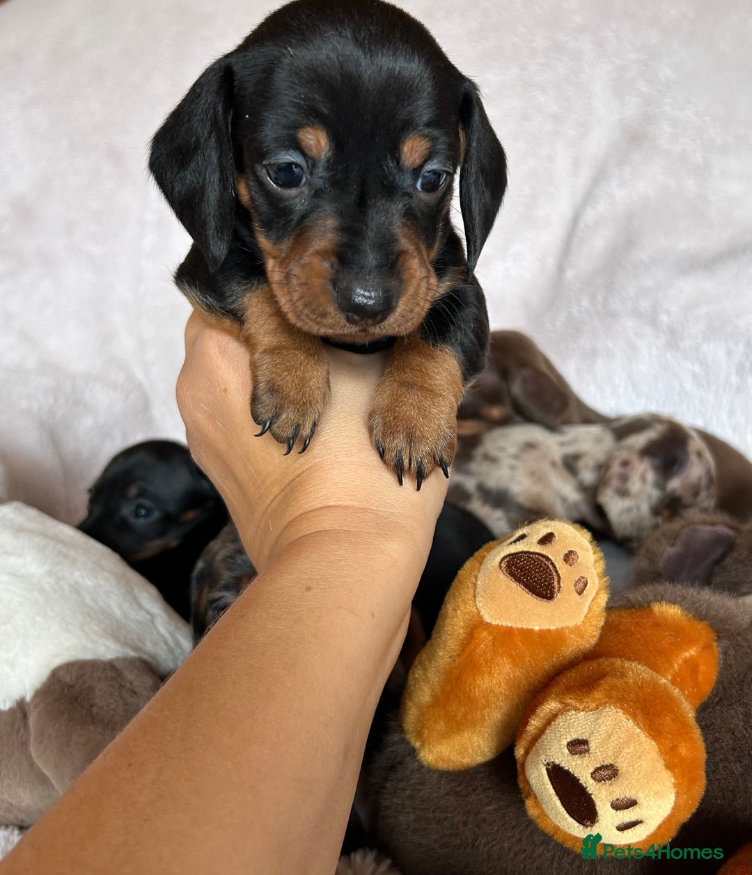 Dachshund dogs for sale: 7 Gorgeous puppies  - Image 9