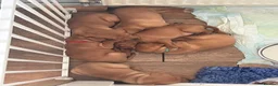 Mixed Breed dogs for sale: Beautiful Vizlador puppies. (Fox Red Lab x Vizsla - Advert 15