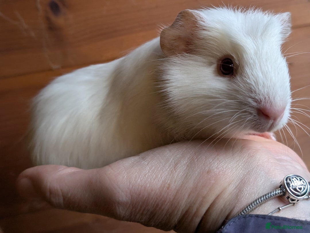 Guinea Pig rodents for sale: Guinea pig pups - Advert 2