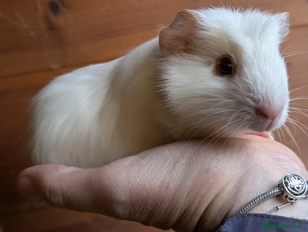 Guinea Pig rodents for sale: Guinea pig pups - Advert 2