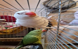 Ringnecks birds for sale: I have white ringnecks 4 months old for sale  - Image 1