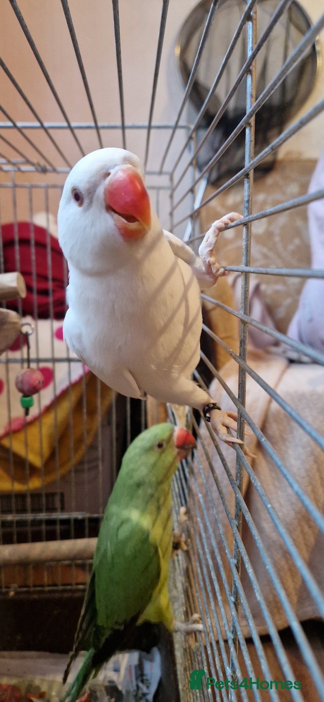Ringnecks birds for sale: I have white ringnecks 4 months old for sale  - Image 1
